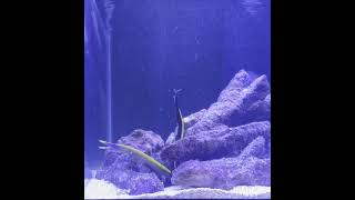 Ribbon Eels Live Feeding aquarium eels livefeeding livefeeds [upl. by Dougy]