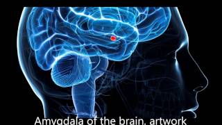 Frequencies to decrease activity in the Amygdala Stage1 [upl. by Giselle]