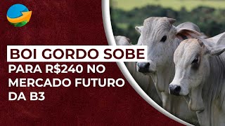 Boi gordo sobe para R240 no mercado futuro da B3 demanda aquecida no físico impulsiona [upl. by Essilevi411]