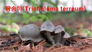 땅송이 Tricholoma terreum [upl. by Gearalt]