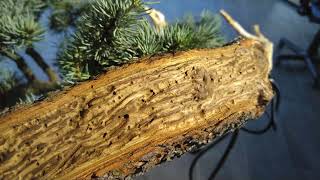 Bonsai cedrus atlantica glauca au studio botanico [upl. by Megen]