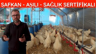 DOĞRU TAVUK NASIL SEÇİLİR  GÜNCEL TAVUK FİYATLARI [upl. by Enerak]