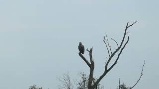 Whitetailed Eagle  Zeearend  Oostvaardersplassen NL  16102024 [upl. by Airotnes572]