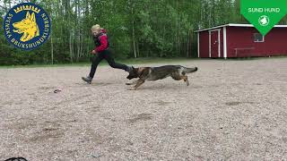 Diplomering av Sund hund [upl. by Kassandra]