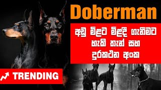 Dogs  Sri Lanka Most Popular Doberman Puppy Selling Points and Contact Number  Dog show [upl. by John]