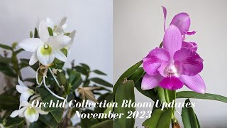 November 2023 Orchid Collection Bloom Update  Lots of Cattleyas amp Some Tetraspis Species [upl. by Haraz]