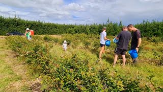 Southland l Blueberry Farm Tour l Otautau l New Zealand [upl. by Ardelis725]