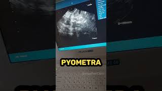 Pyometra [upl. by Neeluqcaj]