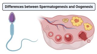 what is difference between spermatogenesis and oogenesis explain 💯 [upl. by Verras]