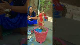 radha5595 trendingshorts cute tulsi 🌿🌿 Jay Tulsi maiya [upl. by Chane]