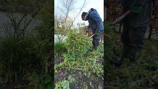 Shaping Another Lonicera garden gardening lonicera plants winter pruning gardener trim [upl. by Dorise]