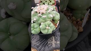 翠冠玉 Lophophora diffusa 2024 09 22 ＃shorts [upl. by Ahseyt]