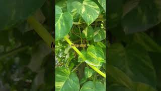 Money plantluckyplant vastu vastuformoney astrology [upl. by Charita]