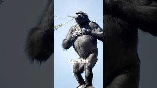 Gorilla Girl Beating Chest hard gorilla Annie shabani [upl. by Hairahs542]