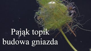 Pająk topik  budowa gniazda Water spider [upl. by Sirron]