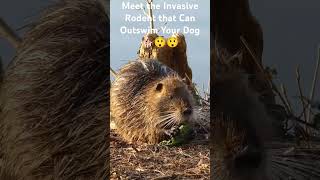 Meet the Invasive Rodent Species That Can Outswim Your Dog nutriarat invasivespecies shorts [upl. by Pier]