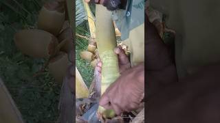 Red coconut toddy tapping🥥🥥natureshorts [upl. by Yrrep]