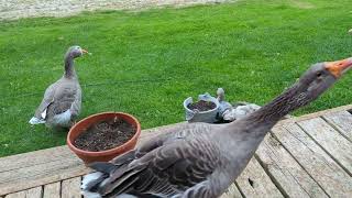 Cute Pet Toulouse Geese And Embden Goose Enjoying The Rain [upl. by Shayne437]