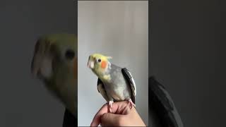 Riki The cockatiel Singing happily in the Morning 🌄 [upl. by Iznyl847]