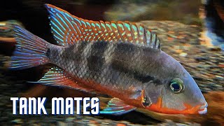 Top 10 Tank Mates for Firemouth Cichlids [upl. by Posehn]