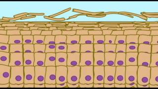 AP1 SKIN KERATINIZATION IN EPIDERMIS [upl. by Iana]