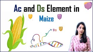 AC and DS Element in Maize II Transposons I Transposable Elements [upl. by Halstead378]