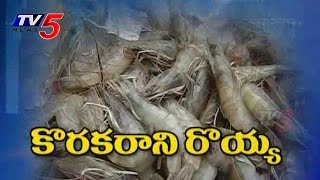 Special Focus on Vannamei Prawns Cultivation  TV5 News [upl. by Aihc]