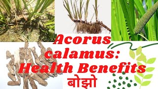 Health Benefits of Bojho Acorus calamus बोझोको चमत्कारी फाईदाहरु । Medicinal Plants  herbs [upl. by Lewan]