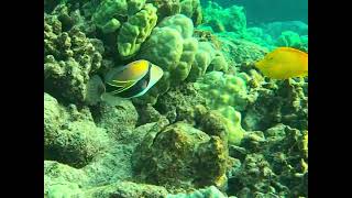 Hawaii State Fish humuhumunukunukuapua’a  Pig 🐷 of the sea 🌊 reef triggerfish [upl. by Anaibib]