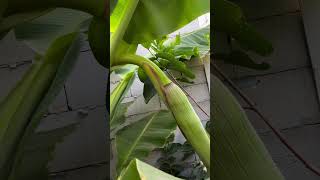 Pisang Cavendish CJ40 🍌 pisang cavendish buahbuahan garden [upl. by Silverstein41]