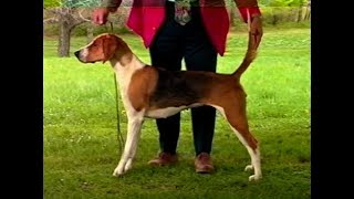 American Foxhound  AKC Dog breed series [upl. by Hillell765]