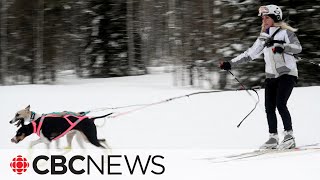 Skijoring is a treat for dog lovers and the sport is growing [upl. by Itnava784]