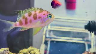 Borbonius quotBlotchyquot Anthias Eating Pellets at Pacific East Aquaculture [upl. by Yllut495]