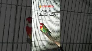 GMR rosella parrot rosella parakeets parrot redrosella unfreezemyaccounytshort petslovers2770 [upl. by Demmahum758]