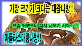 엄청난 크기를 자랑하는 태국산 아틀라스대왕나방이 요즘 귀해졌다는데 그래서 전격 수입을 실현했습니다 [upl. by Bartolemo712]