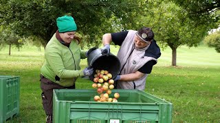 Sozialer Saftladen Gemeinnützige Firma sammelt Fallobst [upl. by Nollat]