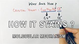 How It Stains  Molecular Mechanism of Gram Staining [upl. by Yatnuahc293]