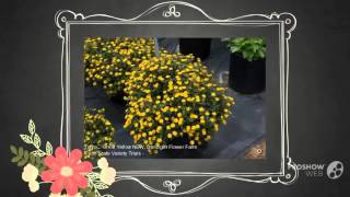 Sanvitalia  garden plants [upl. by Barrie201]