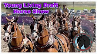 2024 Draft Horse Show at Young Living Farm Utah Percheron Shire Belgian Clydesdale essential oils [upl. by Louth]