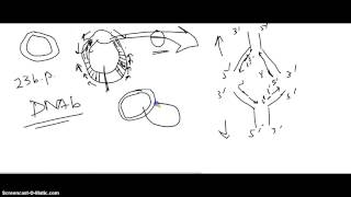 Genetics Part 10 Replication 6 Termination in Eukaryotes and Prokaryotes [upl. by Graner]