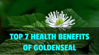 Top 7 Health Benefits of Goldenseal  Herbs for Cancer Cold or Flu and Digestive Issues [upl. by Aikemehs]