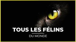 TOUTES les ESPECES de FÉLINS 🦁😍  40 espèces [upl. by Odlanyar709]