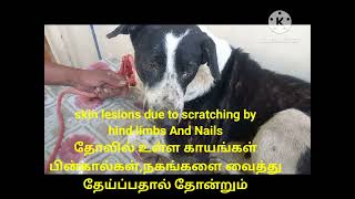 Atopic Dermatitis in Dog due to Food Allergyஉணவு ஒவ்வாமையால் நாய்களில் ஏற்படும் தோல் வியாதி [upl. by Durrell]