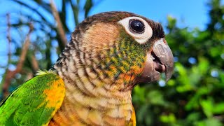 Yellow Sided Conure Talking Bird Sounds  Green Cheek Conure Yellow Sided [upl. by Skcirdnek105]