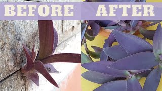 The PURPLE HEART Plant  How to grow and care for purple heart plant  Pallida Purpurea Plant [upl. by Laekcim]