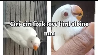 Ciriciri fisik love bird albino mata merah [upl. by Alemac]