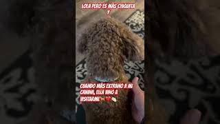 WOW CUANDO LA NOSTALGIA TE INVADE  ELLA VISITO A MAMA GIGI youtubeviralrubigoldendoodle [upl. by Airbas979]