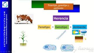 GMA Video 2 Fenotipo genotipo ambiente [upl. by Sedecrem]