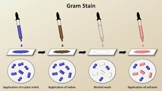 Classification of Bacteria Antibiotics  Lecture 1 [upl. by Dnalyag]