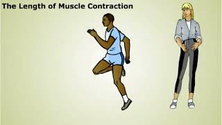 The Regulation of Muscle Contraction [upl. by Odie976]